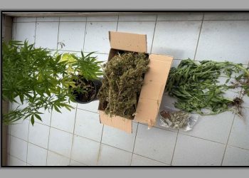 Ολόκληρη «φάρμα» κάνναβης σε αυλή οικίας
