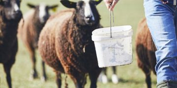 Θεσσαλοί κτηνοτρόφοι κατεβαίνουν Αθήνα αύριο σε μεγάλη κινητοποίηση