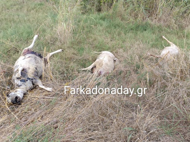 Επικίνδυνοι και ανεξέλεγκτοι κτηνοτρόφοι… Σπέρνουν την ευλογιά, θερίζουν καταστροφή!!