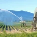 Έλεγχος στις αγροτικές αποζημιώσεις: Στο «μικροσκόπιο» και ο ΕΛΓΑ – Τι απαντά ο πρόεδρος του Οργανισμού