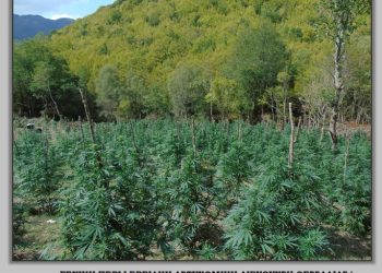 Εντοπίστηκαν 5.085 δενδρύλλια κάνναβης σε ορεινή και δασώδη περιοχή του Ολύμπου