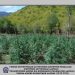 Εντοπίστηκαν 5.085 δενδρύλλια κάνναβης σε ορεινή και δασώδη περιοχή του Ολύμπου