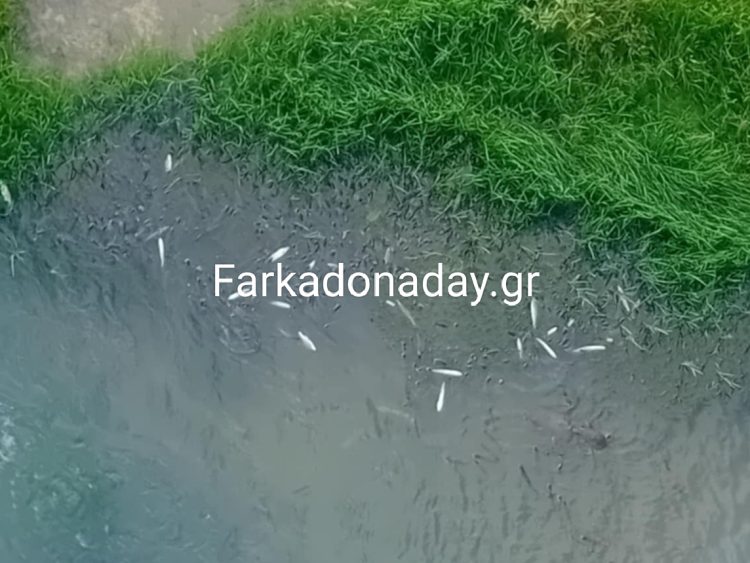 Συναγερμός στον Πηνειό: Νεκρά ψάρια εντοπίστηκαν στην  Νομή