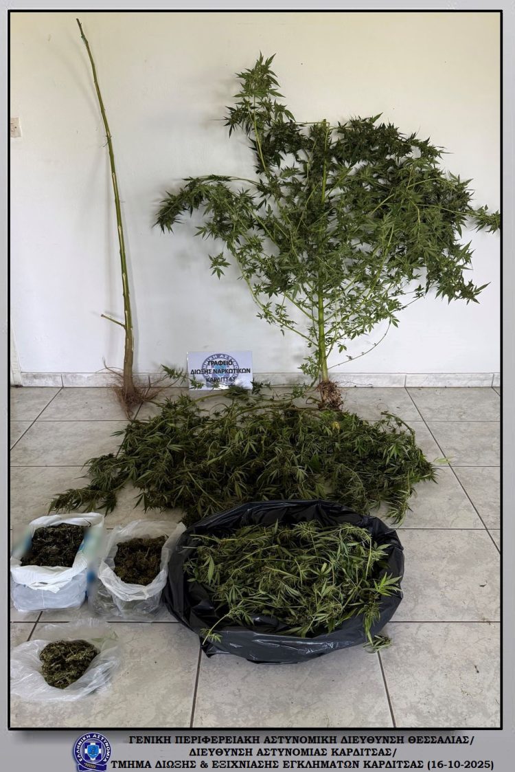 Σύλληψη στον Παλαμά για καλλιέργεια και κατοχή κάνναβης