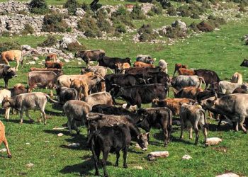 ΟΠΕΚΕΠΕ: Πληρωμές για τις Αυτόχθονες Φυλές έως 30 Νοεμβρίου