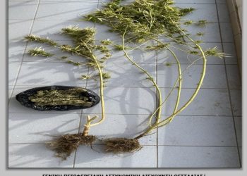 Συνελήφθη Τρικαλινός που καλλιεργούσε κάνναβη στο μπαλκόνι του