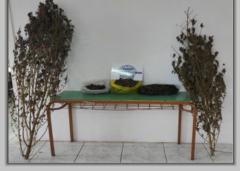 Σύλληψη άνδρα στον Παλαμά για κατοχή και καλλιέργεια κάνναβης