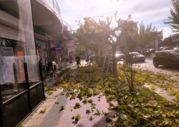 Σε 1.700+ δέντρα η πρώτη φάση κλάδευσης από τον Δήμο Τρικκαίων