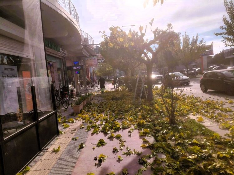 Σε 1.700+ δέντρα η πρώτη φάση κλάδευσης από τον Δήμο Τρικκαίων