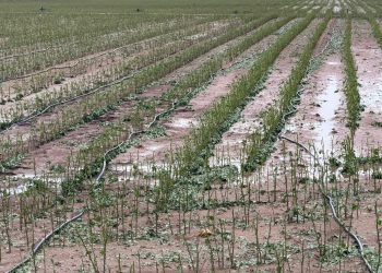 Μεγάλες ζημιές στις βαμβακοκαλλιέργειες του Δήμου Φαρκαδόνας