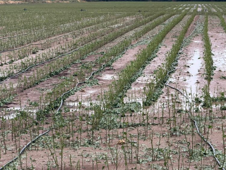 Μεγάλες ζημιές στις βαμβακοκαλλιέργειες του Δήμου Φαρκαδόνας