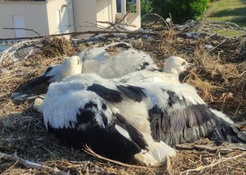 Δακτυλίωση πελαργών στον Δήμο Πύλης
