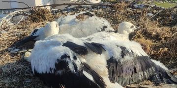Δακτυλίωση πελαργών στον Δήμο Πύλης