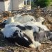 Δακτυλίωση πελαργών στον Δήμο Πύλης