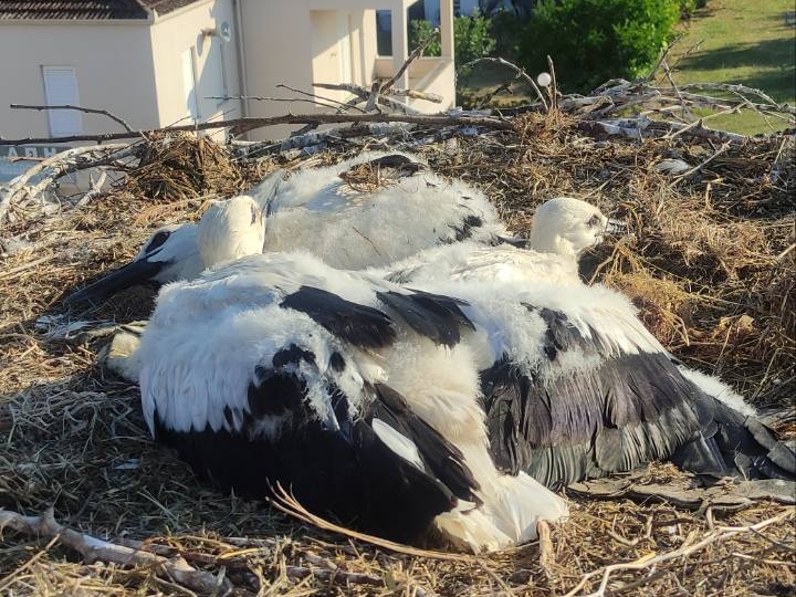 Δακτυλίωση πελαργών στον Δήμο Πύλης