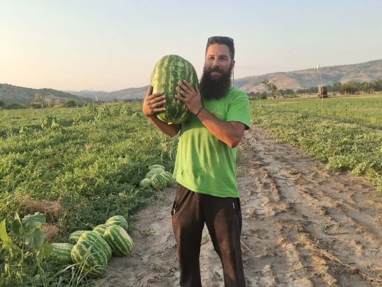 Τα καρπούζια που γίνονται ανάρπαστα στα χωριά του Δήμου Φαρκαδόνας!