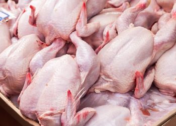 Σαλμονέλα στη Λαμία: Εντοπίστηκε ο προμηθευτής των κοτόπουλων – 17 άτομα νοσηλεύονται